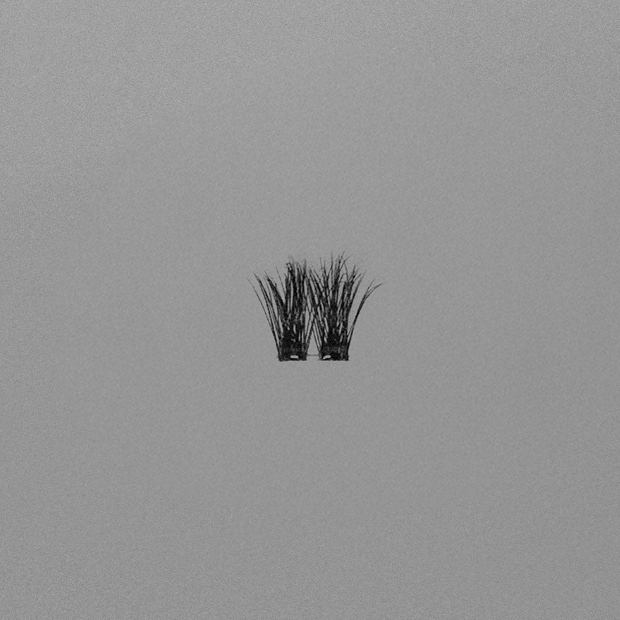 Ebe Lash Clusters - Alessa